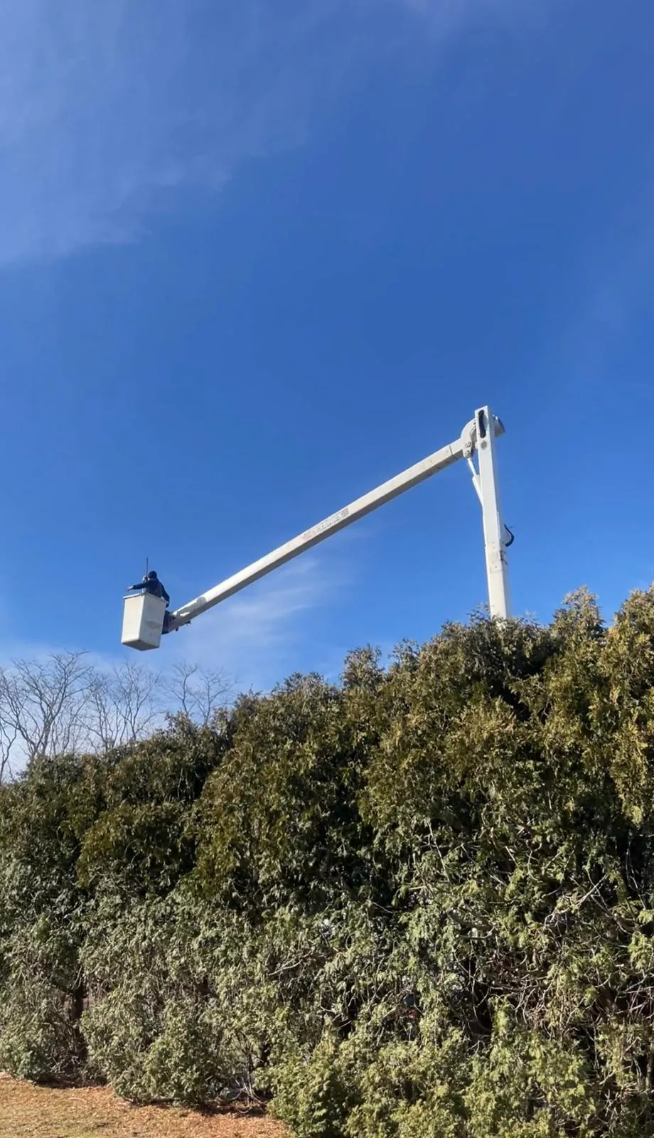 Tree Removal in Maryland by Perez Landscaping and Hardscaping