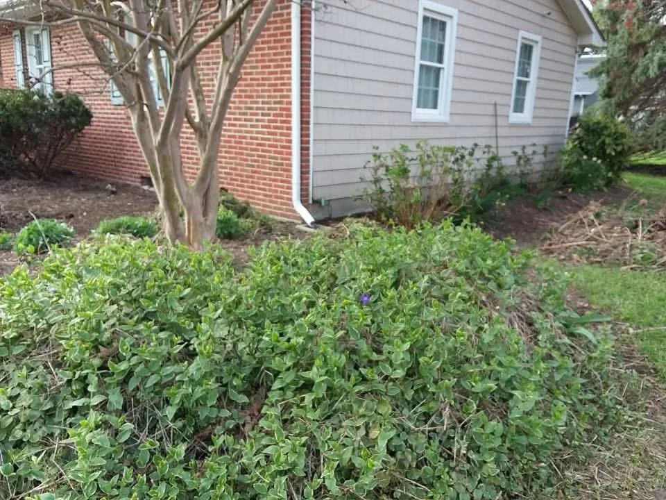 Tree Trimming in Maryland by Perez Landscaping and Hardscaping